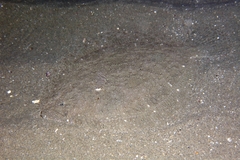 Scophthalmus rhombus