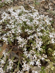 Sedum anglicum