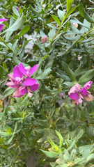 Polygala myrtifolia