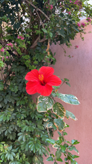 Hibiscus rosa-sinensis