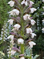 Acanthus mollis