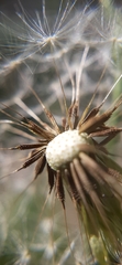 Taraxacum