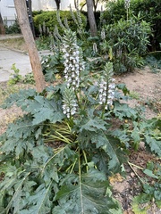 Acanthus mollis