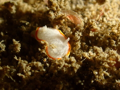Diaphorodoris