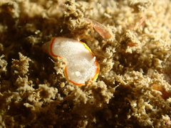 Diaphorodoris