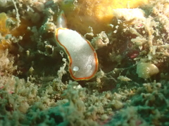 Diaphorodoris