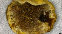 Metuloidea murashkinskyi