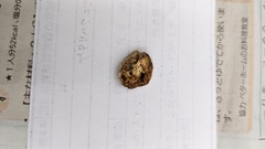 Metuloidea murashkinskyi