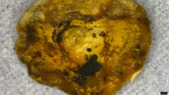 Metuloidea murashkinskyi