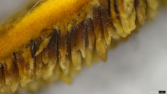 Metuloidea murashkinskyi