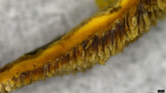 Metuloidea murashkinskyi