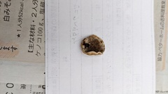 Metuloidea murashkinskyi