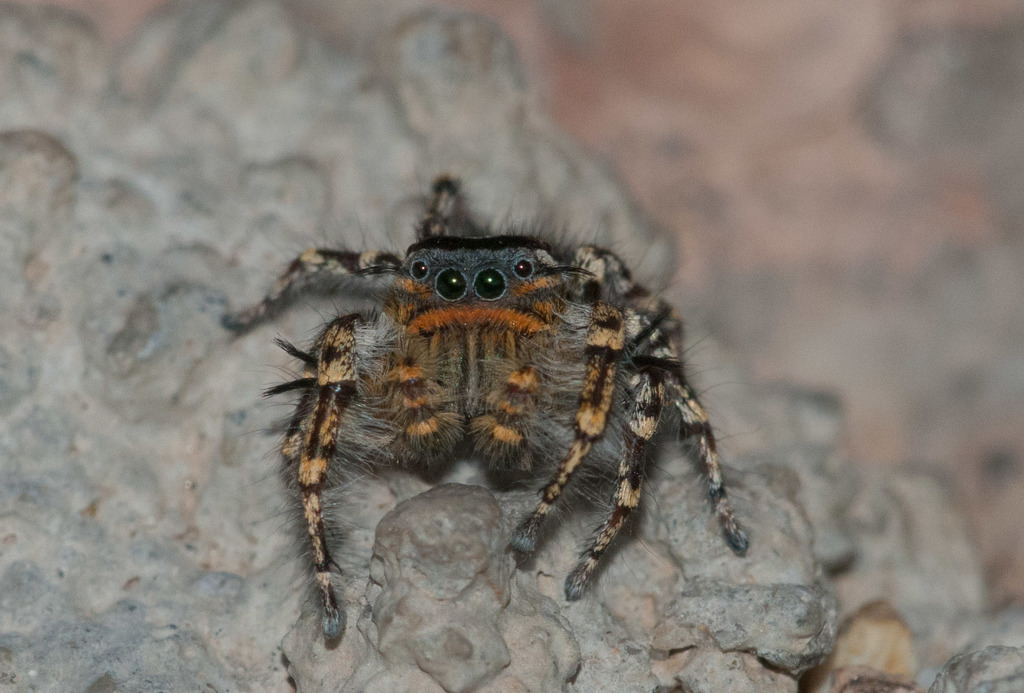 Hairy Tufted Jumping Spider