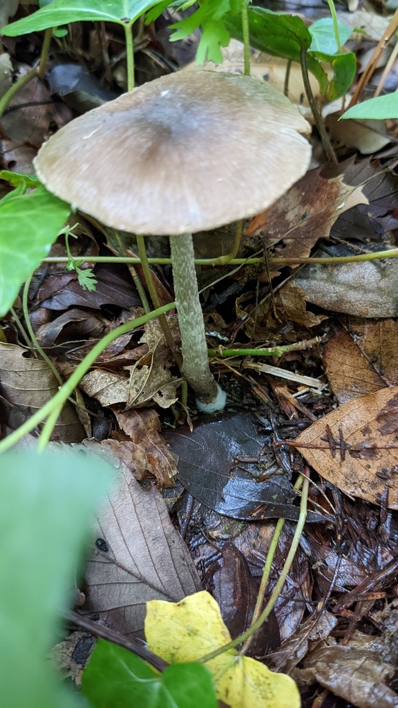Coprinopsis cineraria · May 2022 · photo: © atsushi_nakajima_cirque (iNaturalist, cc-by)