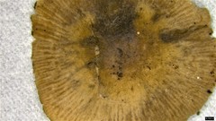 Coprinopsis cineraria