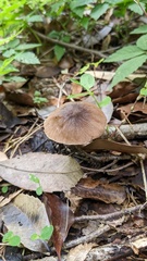 Coprinopsis cineraria