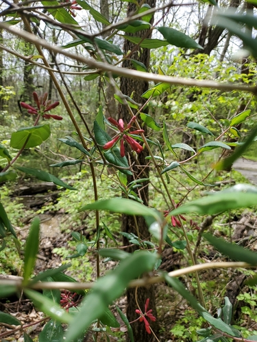 trumpet honeysuckle (Lonicera sempervirens)