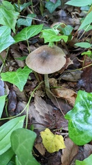 Coprinopsis cineraria