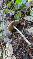 Coprinopsis cineraria