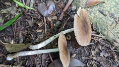 Coprinopsis cineraria