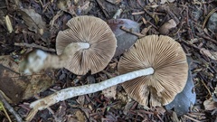 Coprinopsis cineraria