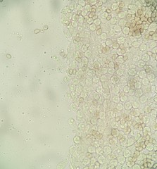 Coprinopsis cineraria