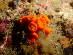 Dendrophyllia arbuscula