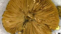 Coprinopsis cineraria