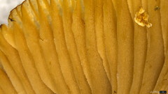 Coprinopsis cineraria