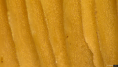 Coprinopsis cineraria