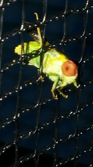 Chlorotabanus crepuscularis