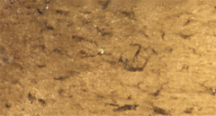 Coprinopsis cineraria