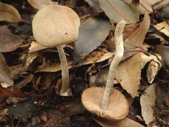 Coprinopsis cineraria
