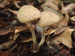 Coprinopsis cineraria