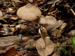 Coprinopsis cineraria