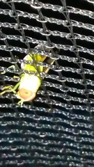 Chlorotabanus crepuscularis