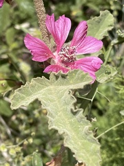 Malva olbia