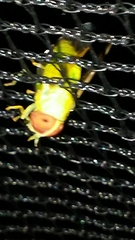 Chlorotabanus crepuscularis