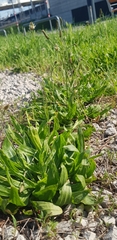 Plantago lanceolata