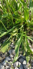 Plantago lanceolata