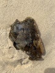 Aplysia dactylomela