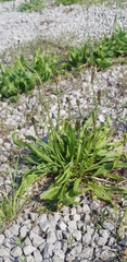 Plantago lanceolata
