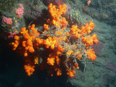 Dendrophyllia ijimai