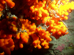 Dendrophyllia ijimai