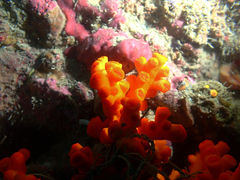 Dendrophyllia ijimai