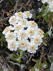 Achillea cretica