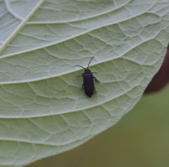 Eropterus trilineatus