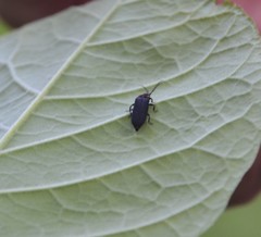 Eropterus trilineatus