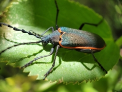 Desmocerus californicus