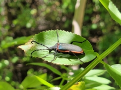 Desmocerus californicus